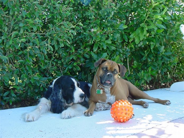Casey and Goldie and Ballie in 2002